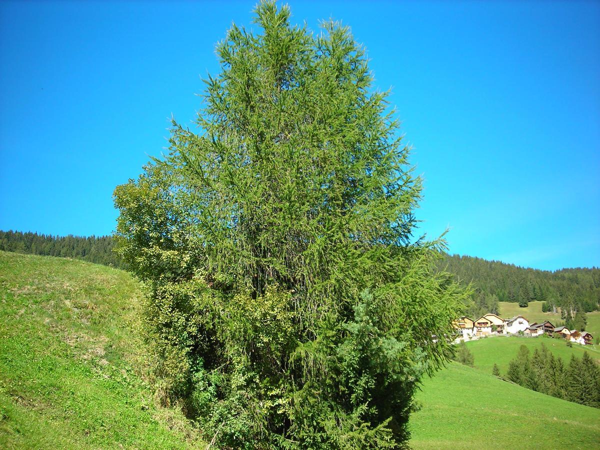 Casa Gogn Apartment San Vigilio Di Marebbe Luaran gambar